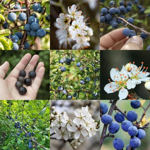 semi di prugnolo semi di prugnolo frutto colonnare vecchie varietà frutteto da frutto nani, resistenti da esotico comprare giardino colonnari 100pcs