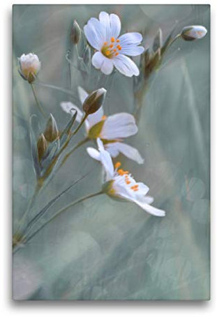 Premium Textil-Leinwand 50 x 75 cm Hoch-Format Waldblume, Leinwanddruck von Carola Haese