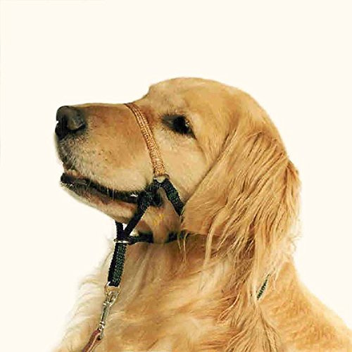 Comfort Trainer Head Halter, Black with Tan Nose Strap, Size 5