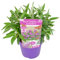 Plant in a Box - Buddleja Candy Little Purple - Buddleja davidii - Lillà farfalla resistente all'inverno - Fiori Viola - Vaso 19cm - Altezza 30-40cm