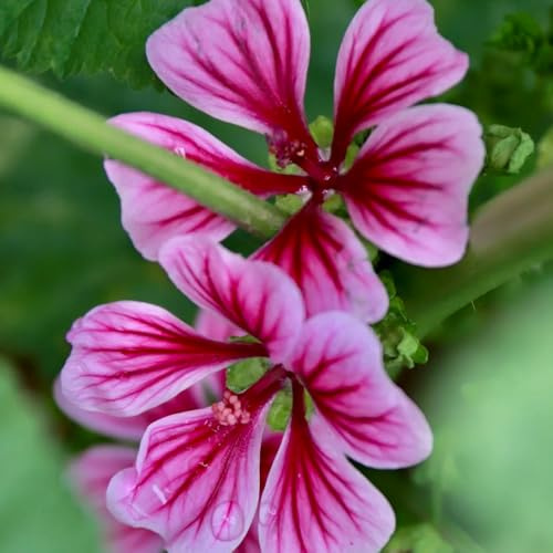 semillas de malva - Malva silvestre - orgánicas jardín para lugares soleados raras jardín rocas resistentes otoño resistentes 400pcs