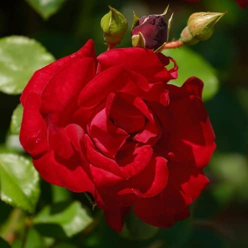 Kletterrose 'Santana' leuchtend dunkelrot, wurzelnackt, winterhart, robust, mehrjährig, Qualität aus Müllers Baumschule, inkl. Pflanz- und Pflegeanleitung