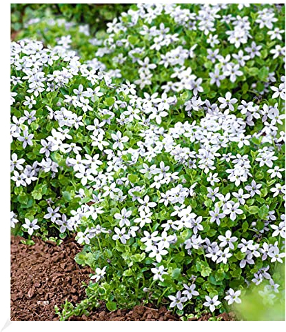 BALDUR Garten Weiße winterharte Isotoma White Splash, 3 Pflanzen blühender Bodendecker, winterharte Staude, mehrjährig, blühend, Isotoma fluviatilis