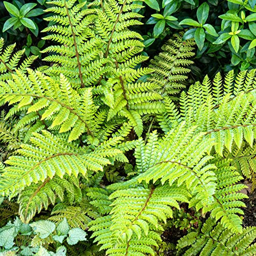 Polystichum Polyblepharum Japanese Tassel Lace Fern Evergreen Outdoor Hardy Bush
