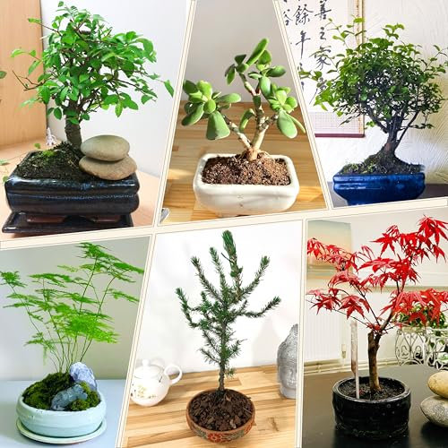 4 Evergreen Bonsai Selection in Ceramic Pot, Indoor Outdoor Plant Low Maintenance Garden Home Décor, Random Selected from: Ficus Weeping Fig/Chinese Elm/Sageretia/Jade Plant/Pachira Money Tree