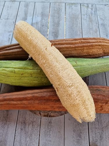 Luffa Gourd Seeds - 15 Fresh Luffa Gourd Seeds - Sponge Gourd - Loofah Gourd