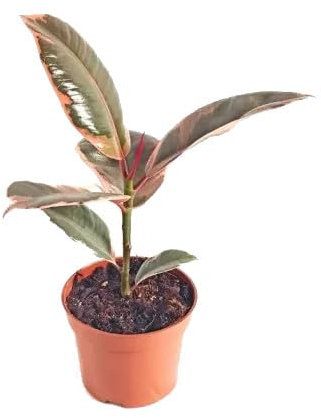 Ficus Robusta Natural Embellece tu Hogar con el Ficus Elastica Ruby