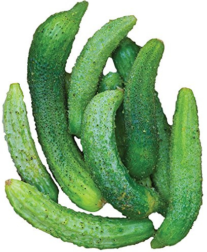 Burpee Parisian Cucumber Seeds 30 seeds