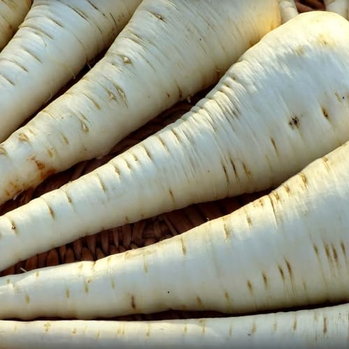 Parsnip Seeds Tender and True – 400 Parsnip Seeds for Planting Very Hardy OverWinter Vegetables for Allotment, Garden Packed in The UK by Meldon Seeds