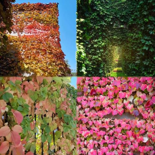 Vid silvestre resistente - semi - rare trepadore resistenti perenni resistenti Parthenocissus tricuspidata pendenti perenni 25pz