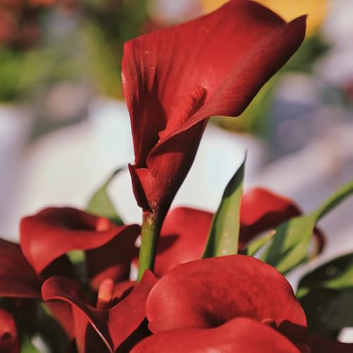 5bulbi di calla sono perenni resistenti a primaverile, rara di calle da giardino, forniture da rustiche per da giardino