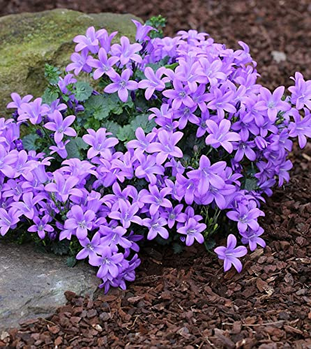 Teppich Glockenblume - Campanula portenschlagiana - lebende Gartenpflanze aus den Baumschulen