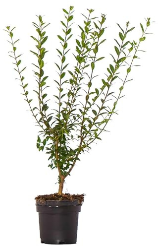Dehner Gemeiner Liguster, Ligustrum vulgare, für 10 Meter Hecke, ca. 60-100 cm, 40 x 3 l Topf, Heckenpflanze