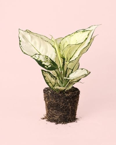 PUR PLANT Aglaonema White Joy | Planta de Interior Natural Decorativa | Hojas Blancas y Verdes | Maceta de Ø 12 cm