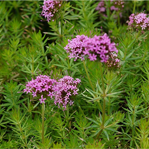 Blumixx Stauden Phuopsis stylosa – Rosa blühender Rosenwaldmeister winterhart, bienenfreundlich, duftend, Bodendecker, mehrjährig, für sonnige bis halbschattige Standorte