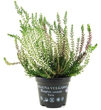 Brezo Mix Color - Planta Natural para Jardín Arbusto de Exterior y Resistente
