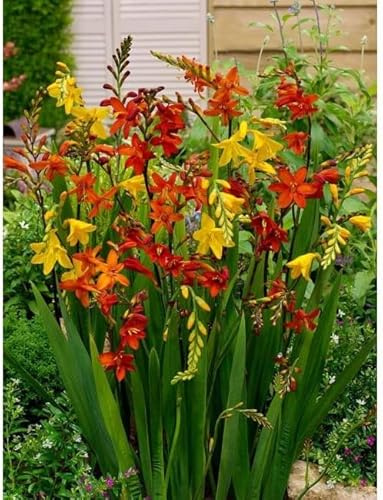 Montbretie Crocosmia - mischfarben, hohe, winterhart