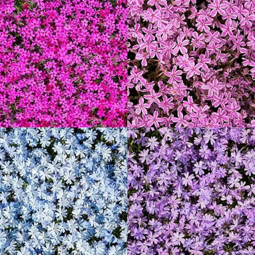 YOKEBOM Set 2 Mixed Creeping Phlox Plants, Hardy Perennial Phlox Flowers, Vibrant Ground Cover for Garden and Landscape, Ready to Grow Plugs 3-5 Inches