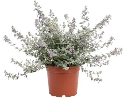 Arbusto Mediterráneo Teucrium para Decoración de Jardín y Terraza | Planta Exterior de Fácil Cuidado DECOALIVE