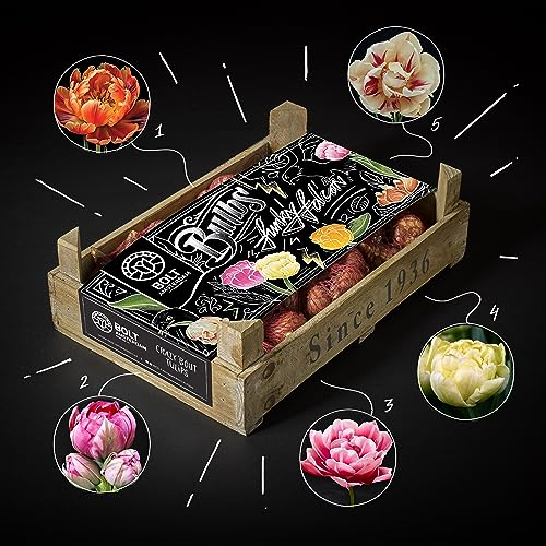 100 Tulpenzwiebeln – FUNKY FALCON Kistchen - 5 Farben Einfachblütige Zwiebel - Neue Ernte - Hohe Qualität aus eigener Blumengärtnerei - In biologisch abbaubaren Netzen – von BOLT Amsterdam (1 Pack)