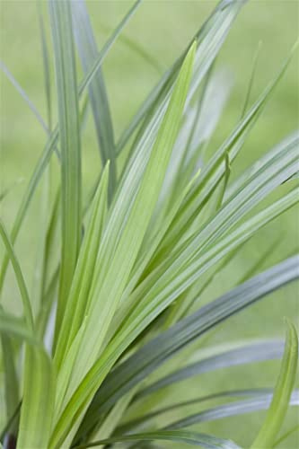 Carex foliosissima 'Irish Green' 9x9 cm Topf – Winterhart, Immergrün, Pflegeleicht – Segge – Bodendecker für Beet & Kübel