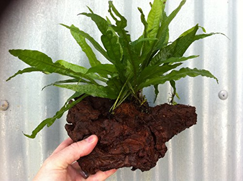 Dennerle Java Fern Growing on Bogwood Small bogwood 6 approx live plants | Live aquarium plant on wood · Microsorum pteropus pre-attached · Low light, no CO2 · Ready to place · 18-28C · Shrimp safe