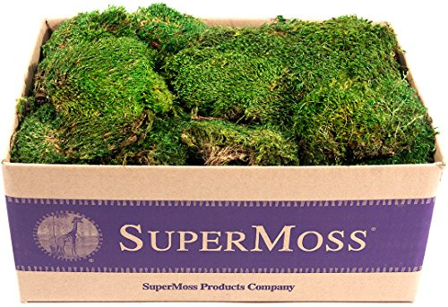 SuperMoss (21538) Moss preservado, Verde Fresco, 3 Libras