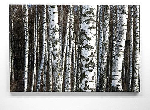EIN Atemberaubendes Bild – Birkenwald - als 90x60cm große XXL Leinwand. Tolles Wandbild als Hintergrund und Deko für Wohnzimmer & Schlafzimmer. Fertig aufgespannt auf 4cm Holz-Keilrahmen
