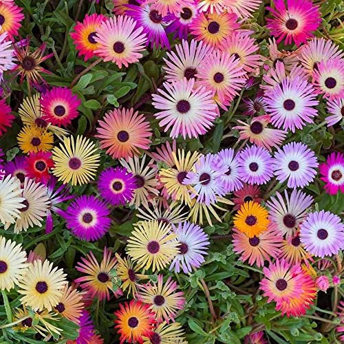 Livingstone Daisy Mixed Seeds – Half Hardy Annual – Brings Pastel Colour to Your Garden – Must Have for Borders - for Your Beautiful Garden