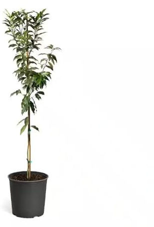 Citrus Japonica: Kumkuat Árbol Frutal Ideal para Cultivar tus Propias Naranjas Enanas