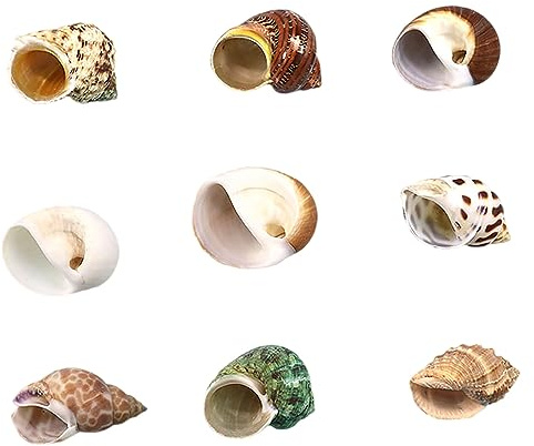 MEMEM Coquillages de Bernard-l'hermite de Taille Moyenne à Grande, Coquillages de Remplacement naturels, conques, décoration d'aquarium à Faire soi-même(S)