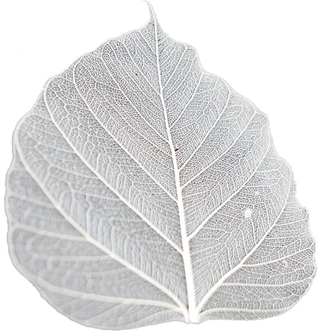 100 foglie di Bodhi traslucide, albero di Pho Bodhi, foglie venate naturali, con lacci, per album di ritagli, biglietti per matrimoni, 11,4-13,7 cm, colore naturale