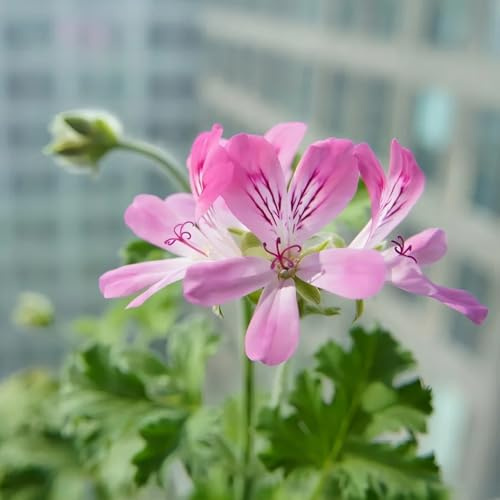 Semi di geranio limone, semi per aiuole rialzate Pelargonium graveolens, verdi giardino aromatiche semi biologici da giardino roccioso 100pcs