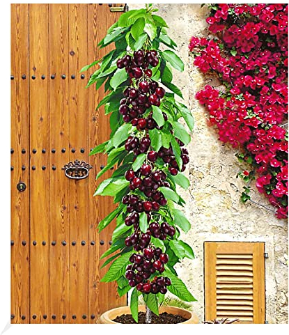 BALDUR Garten Säulenkirsche 'Garden Bing®', 1 Pflanze,Kirschbaum, Prunus avium, winterhart, platzsparende Säule für kleine Gärten, Balkone & Terrassen