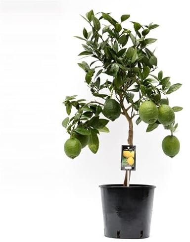 DECOALIVE Limonero Natural Árbol Frutal para Exterior