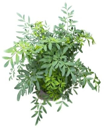 Sobre de Semillas de Ruda para Cultivar en el Hogar