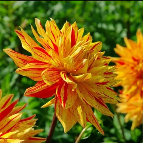 Bulbi di dalia Facile Da Mantenere Crescita Rapida Bellissimo Giardino miste resistenti al freddo e alla siccità adatte per la decorazione di giardini e balconi-6bulbi-a