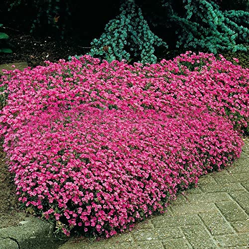 SAPONARIA OCYMOIDES NR.100 SEMI