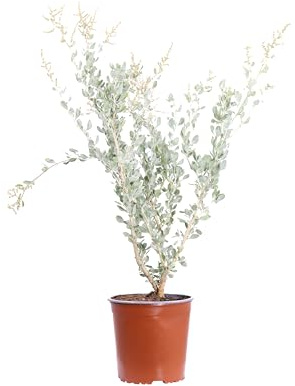 eGarden.store - Pianta vera di Atriplex Halimus altezza 35 cm diametro vaso: 17 cm - Cespuglio dal colore argenteo resistente per la creazione di siepi o da coltivare in vaso