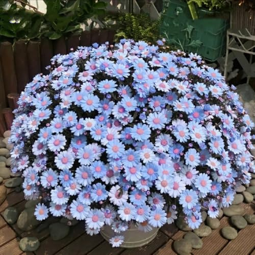 margeritensamen - balkon winterhart draußen mehrjährig stauden 700pcs