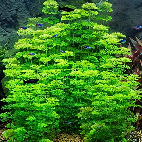 Biotope Aquatics Ltd - Bunch LIMNOPHILA - Live Aquarium Fish Tank Plant - Hygrophila