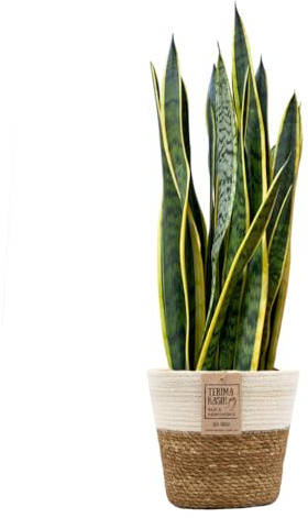 Green Me Up Bogenhanf Sansevieria laurentii - große Zimmerpflanze 80-90 cm - Topf Ø19-21 cm - inkl. Seegraskorb mit weißem Rand Ø26 cm - pflegeleicht - alle 2-3 Wochen gießen - heller Standort