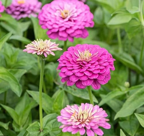 60 Graine Semence - Zinnia Elegans - Double Fleurs - MAUVE - Dream - Fleur Jardin