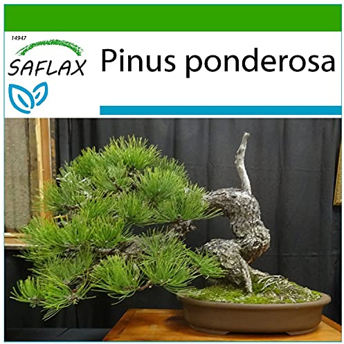 SAFLAX - Bonsai - Goldkiefer - 20 Samen - Mit keimfreiem Anzuchtsubstrat - Pinus ponderosa