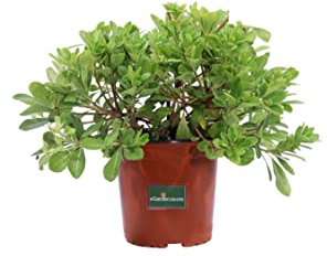 Pianta di Pittosporum Tobira Nanum Pianta di Pittosporo Nano pianta da esterno pianta da siepe bassa pianta nana di Pittosporo pianta vera venduta da eGarden.store (Vaso 17 cm)