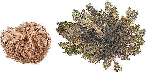 Rose, Jericho, Pflanze der Resurktion, 8 cm, magisch, Glück, Blume, Golden