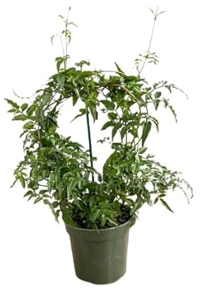 Jazmín Chino - Enredadera Natural con Flores Blancas para Exteriores