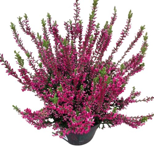 Calluna Rosa Natural - Planta Mediterránea de Exterior y de Fácil Cuidado