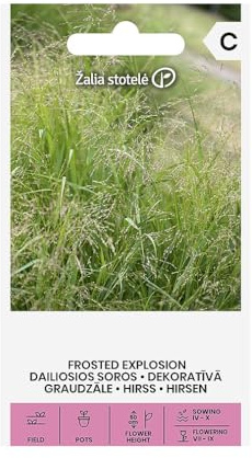 Zalia stotele | Hirsen samen | Blumensamen | Pflanze samen | Eine sehr dekorative einjährige krautige Pflanze, die 50 cm hoch wird | Hebt Nachbarpflanzen hervor | Gartensamen | 1 Pack