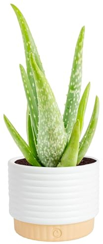 Costa Farms Aloe Vera Live Plant in Decorative Pot, Easy to Maintain, Air Purifying Succulent Indoor Houseplant, Home, Room, or Office Decor, House Warming or Birthday Gift, 12-18 Inches Tall